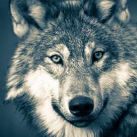 Timber Wolf - (Stock Image/Pixabay)