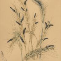 Ergot: from Blight to Blessing