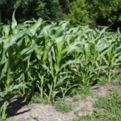 Dassel Seed Corn Story: Planting the Seed